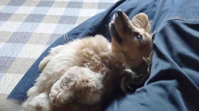 ダックスフンド,動画