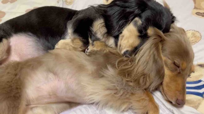 ダックスフンド,動画