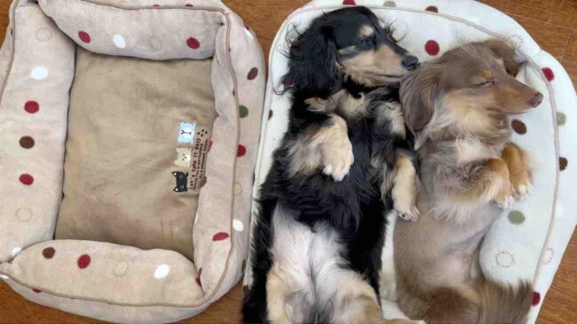 ダックスフンド,動画