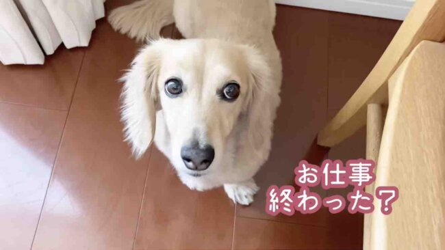 ダックスフンド,動画