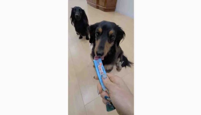 ダックスフンド,動画