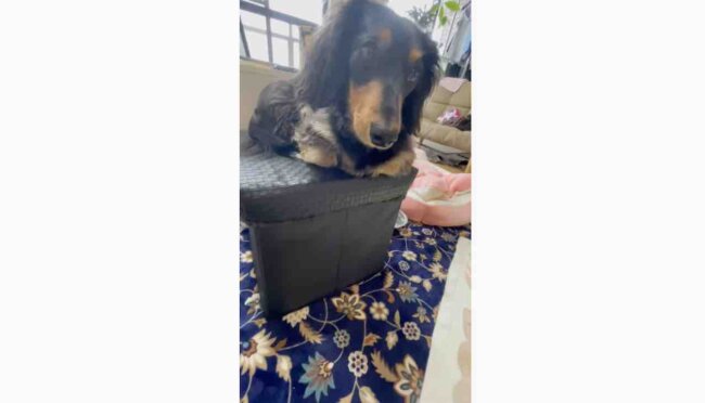 ダックスフンド,動画