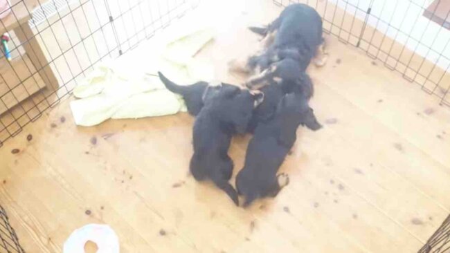 ダックスフンド,動画