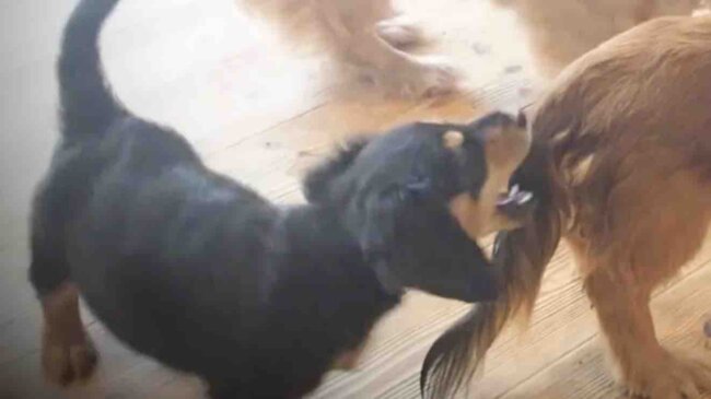 ダックスフンド,動画