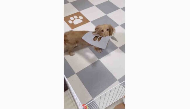 ダックスフンド,動画