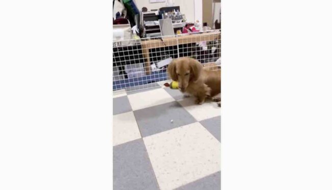 ダックスフンド,動画