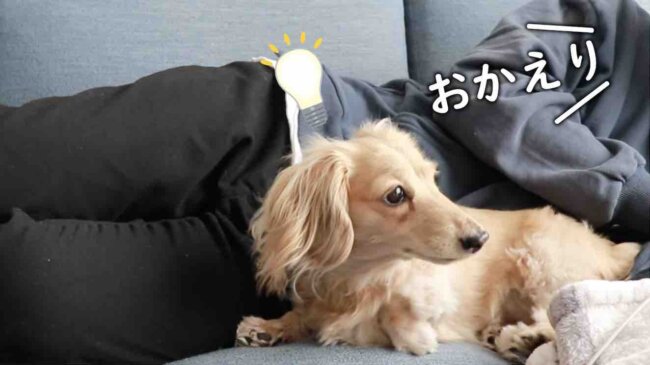 ダックスフンド,動画