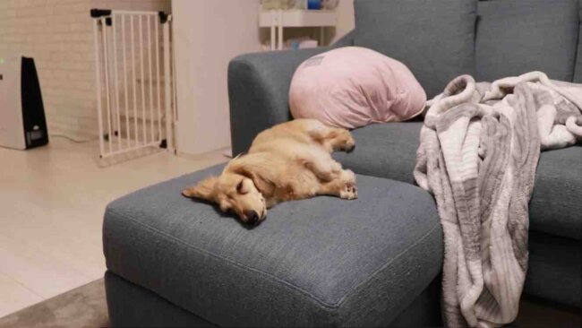 ダックスフンド,動画