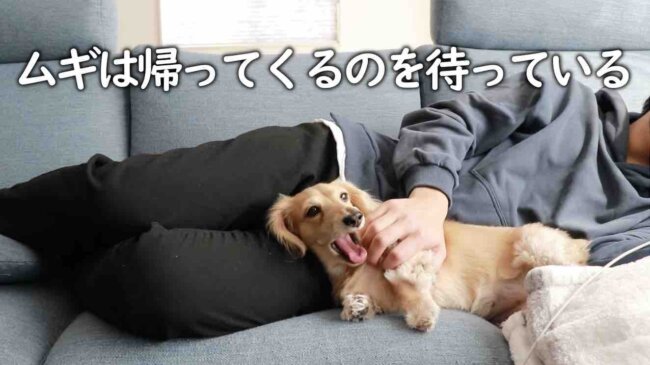 ダックスフンド,動画