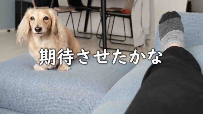 ダックスフンド,動画