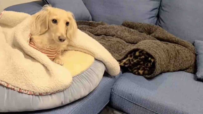 ダックスフンド,動画