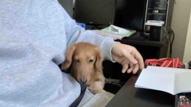 ダックスフンド,動画