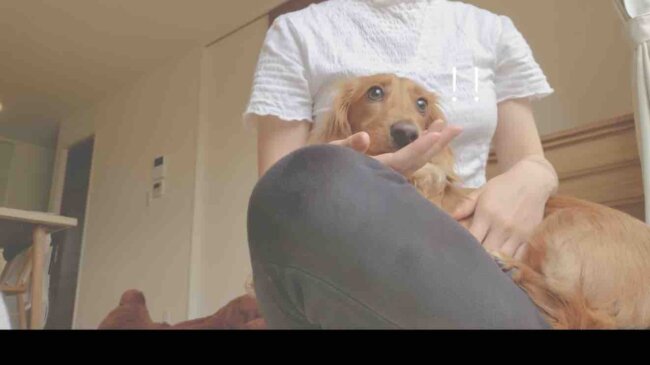 ダックスフンド,動画