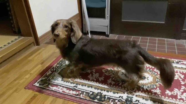 ダックスフンド,動画