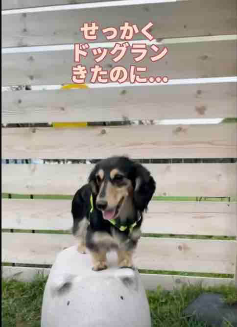 ダックスフンド,動画