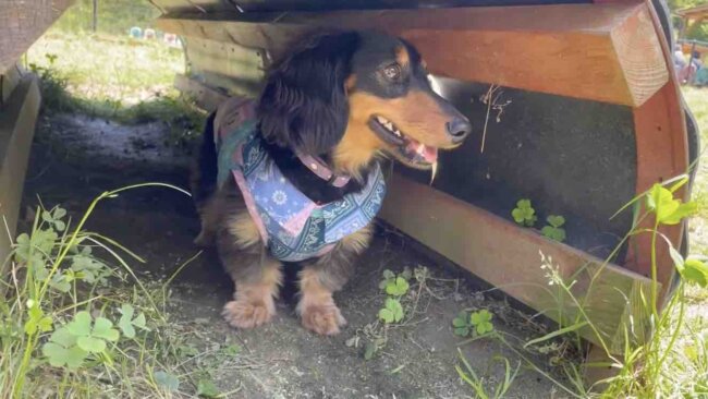 ダックスフンド,動画