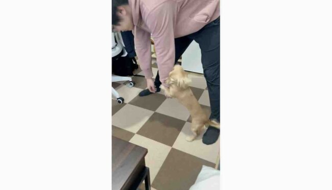 ダックスフンド,動画