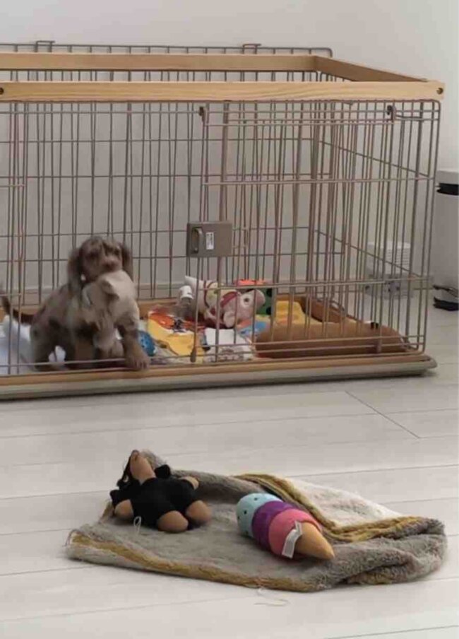 ダックスフンド,動画