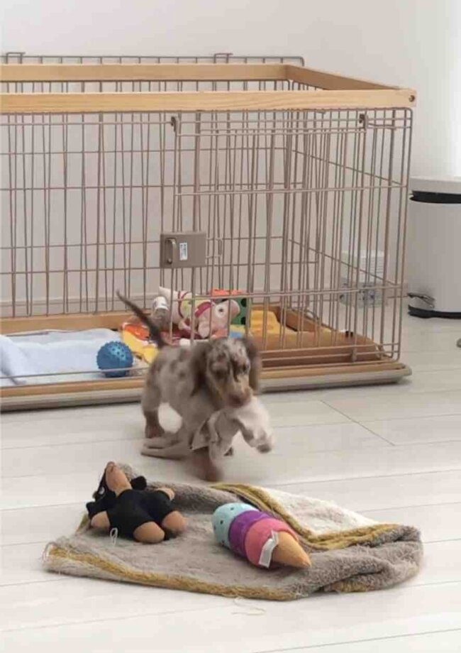 ダックスフンド,動画