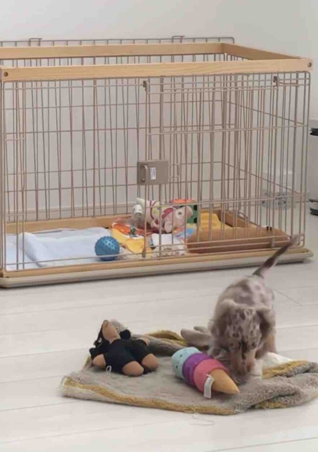 ダックスフンド,動画