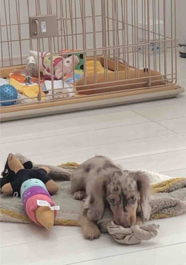 ダックスフンド,動画