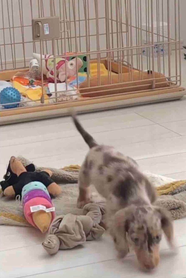 ダックスフンド,動画