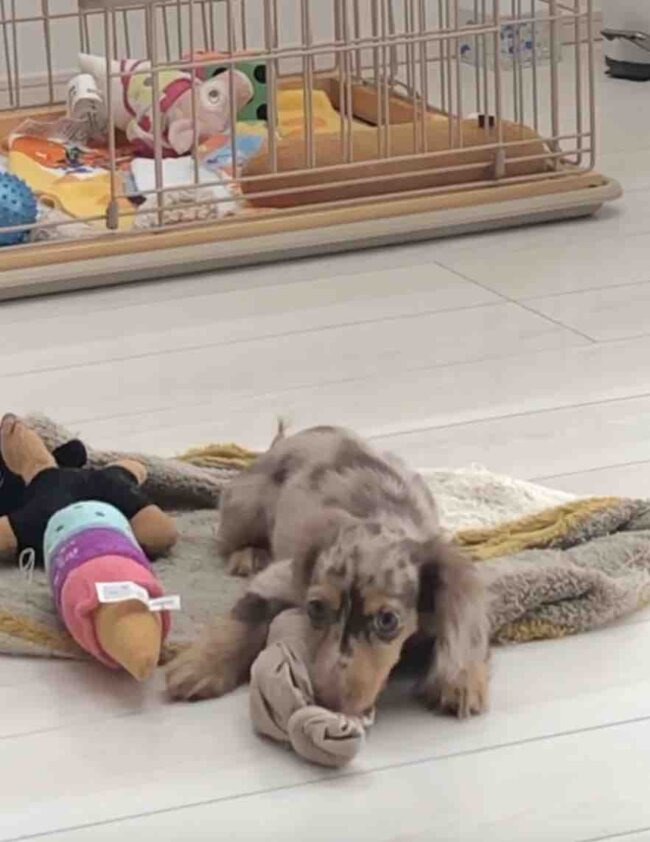 ダックスフンド,動画