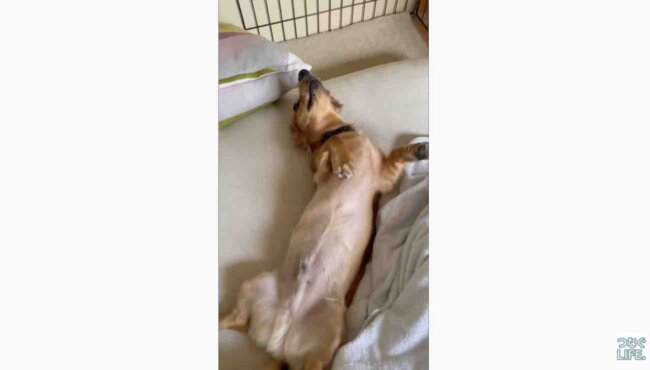 ダックスフンド,動画