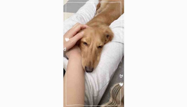 ダックスフンド,動画