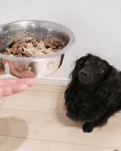 ダックスフンド,ココグルメ,フレッシュフード