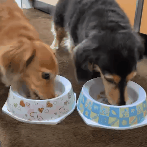 ダックスフンド,ココグルメ,フレッシュフード