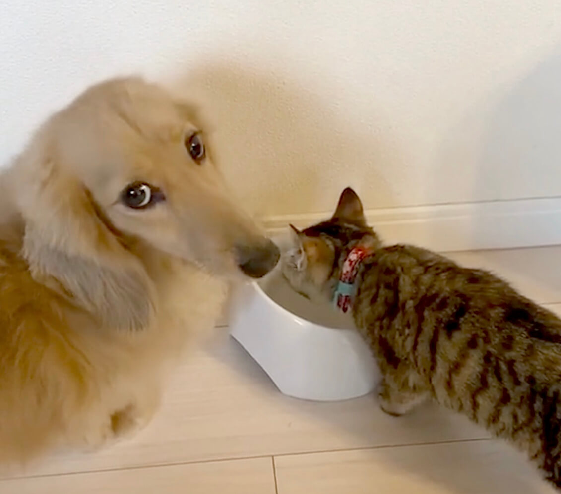 ダックスフンド,動画