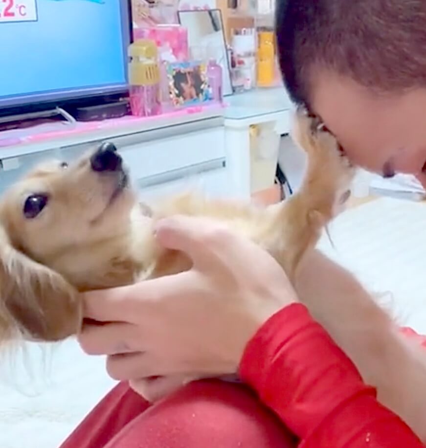 ダックスフンド,動画