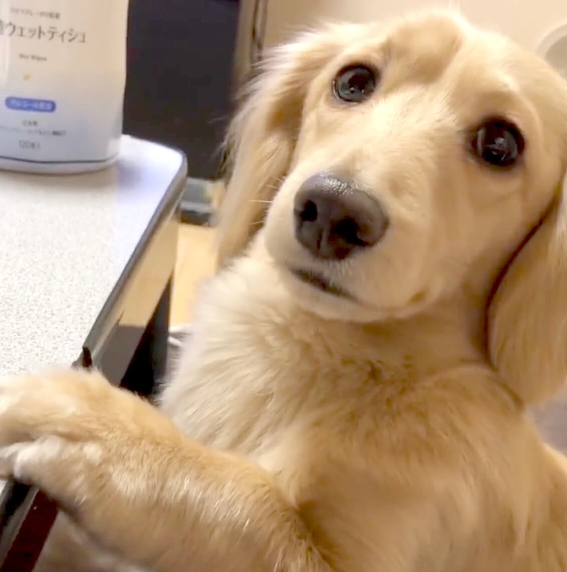 ダックスフンド,動画