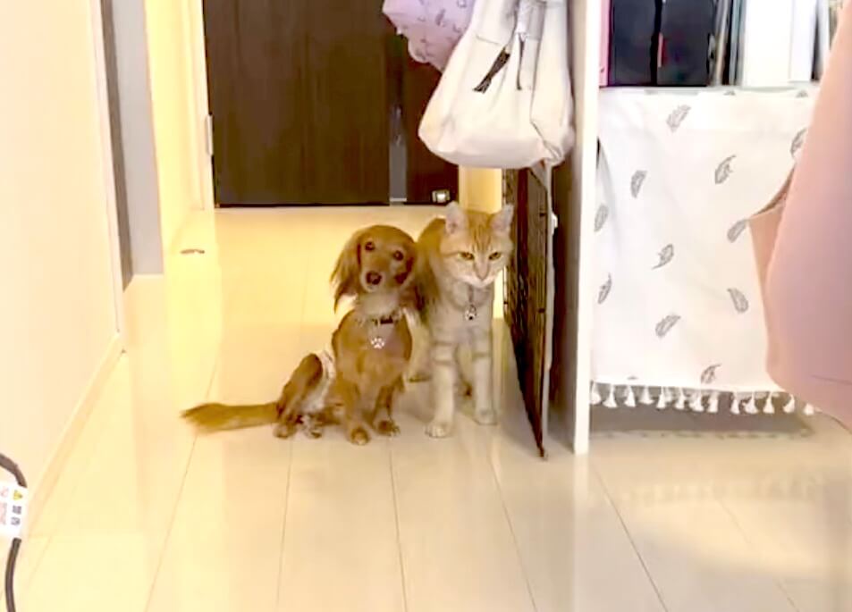 ダックスフンド,動画