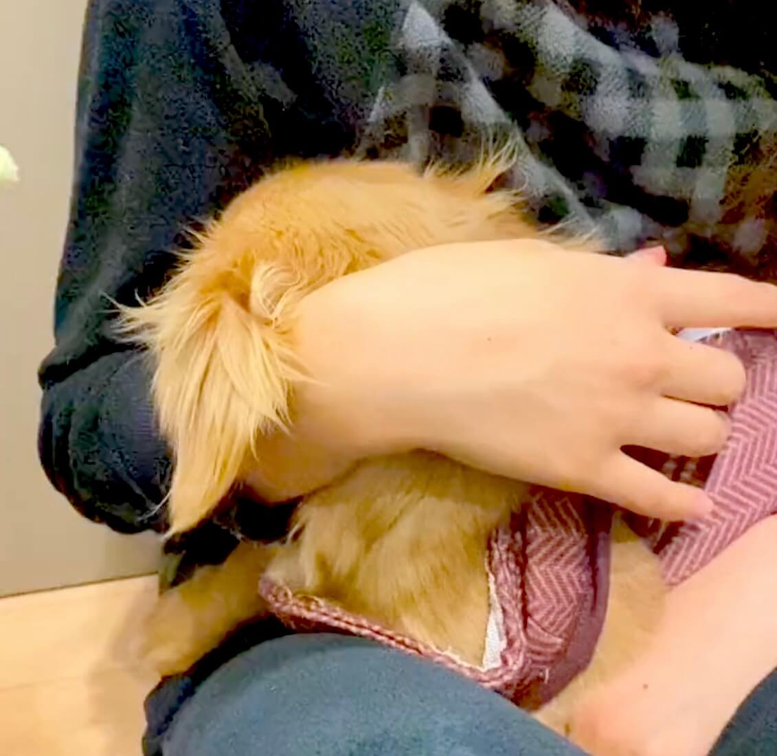 ダックスフンド,動画