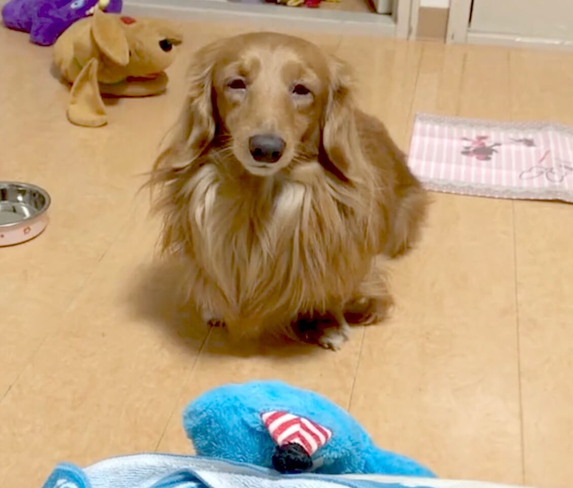 ダックスフンド,動画