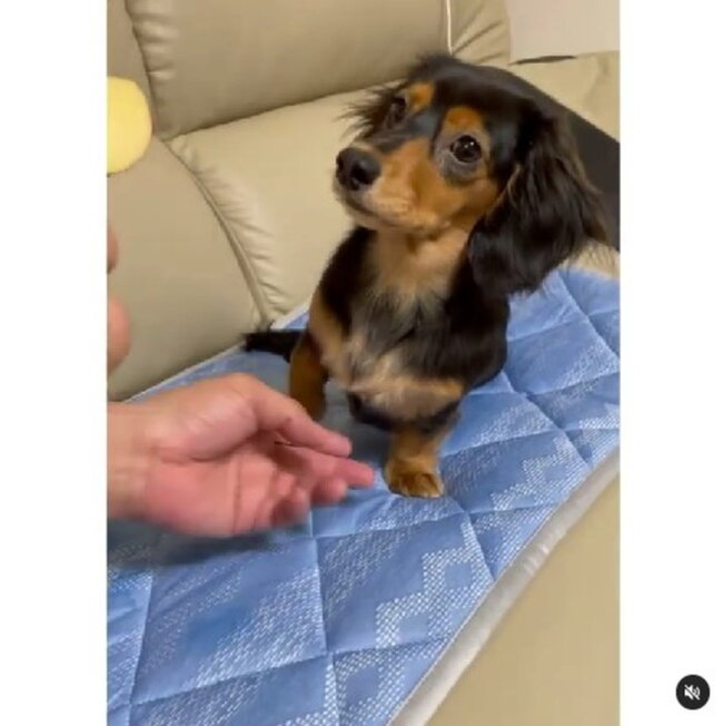 ダックスフンド,動画