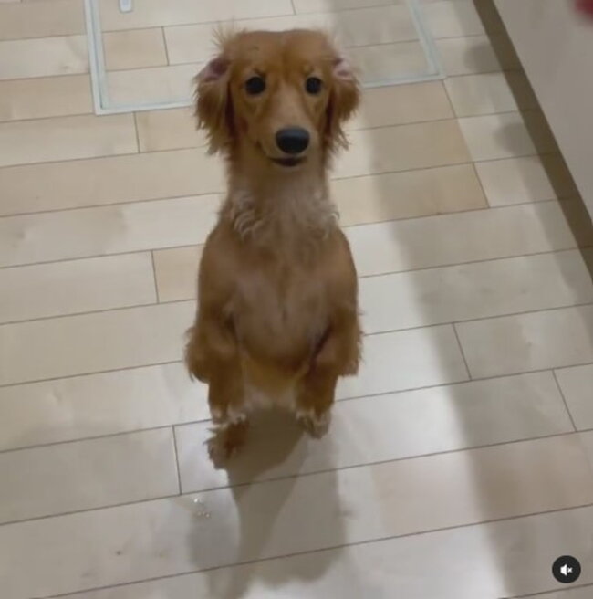 ダックスフンド,動画