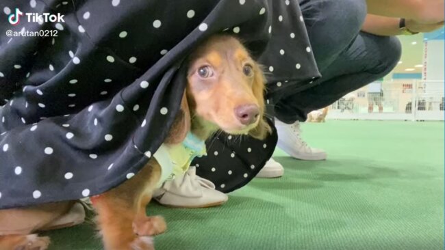 ダックスフンド,動画