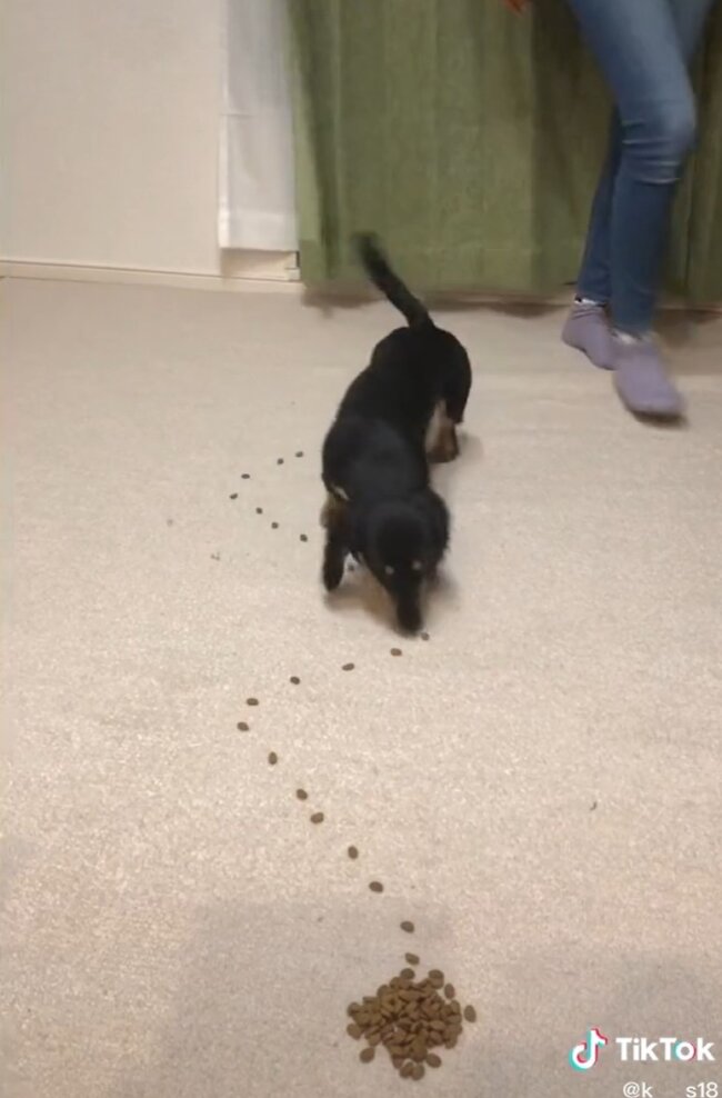 ダックスフンド,動画