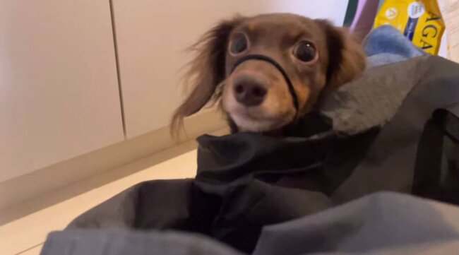 ダックスフンド,動画