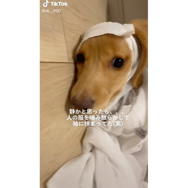 ダックスフンド,動画