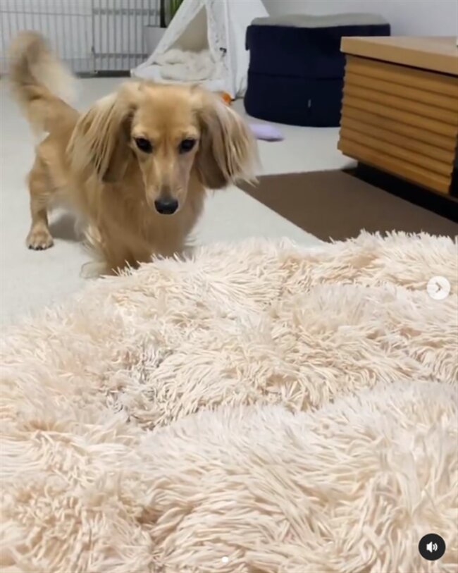 ダックスフンド,動画