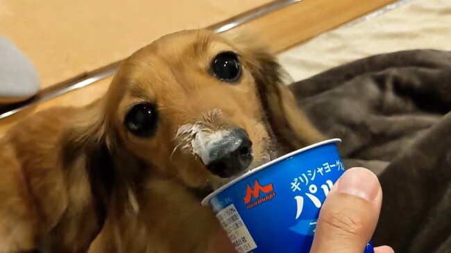 ダックスフンド,動画