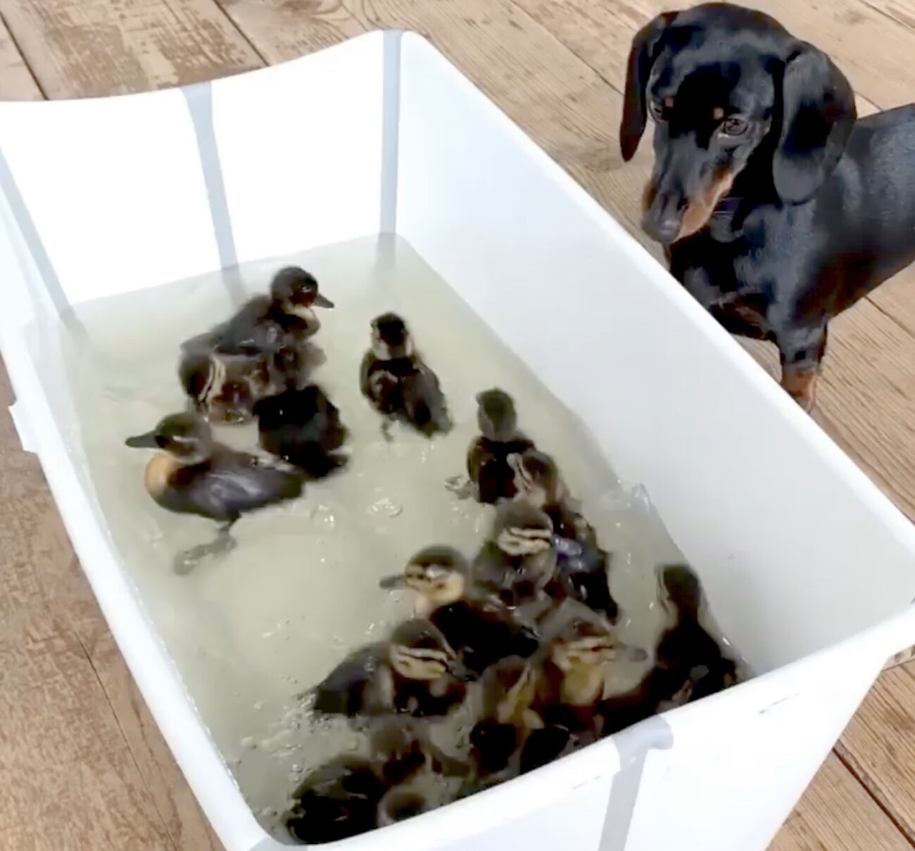 ダックスフンド,動画