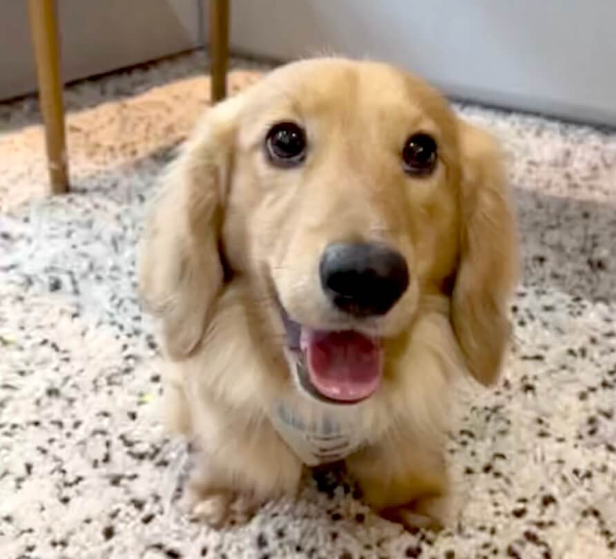 ダックスフンド,動画