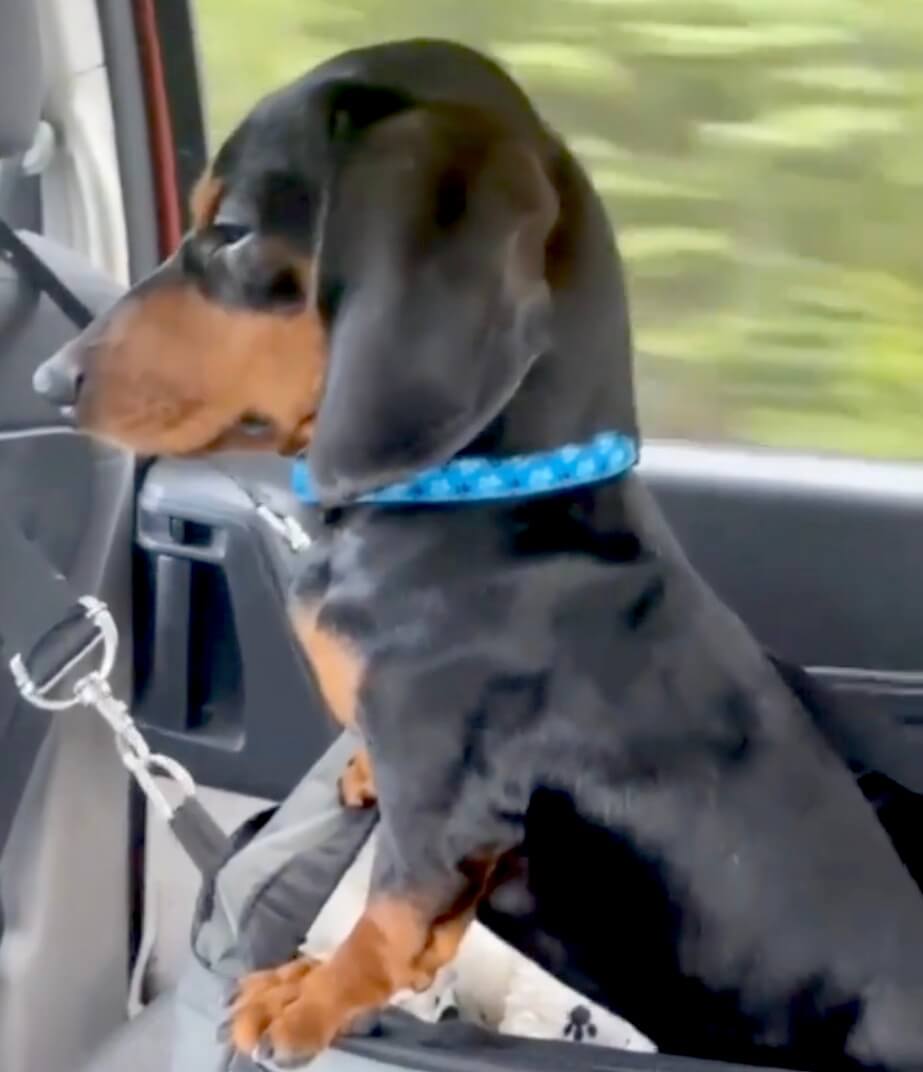 ダックスフンド,動画