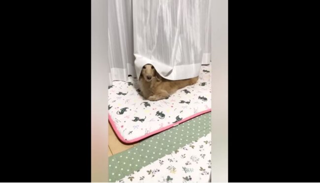 ダックスフンド,動画