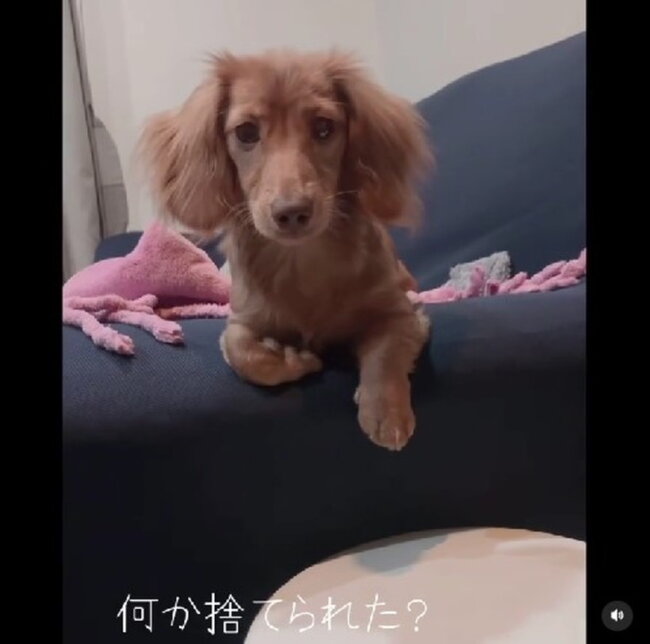 ダックスフンド,動画